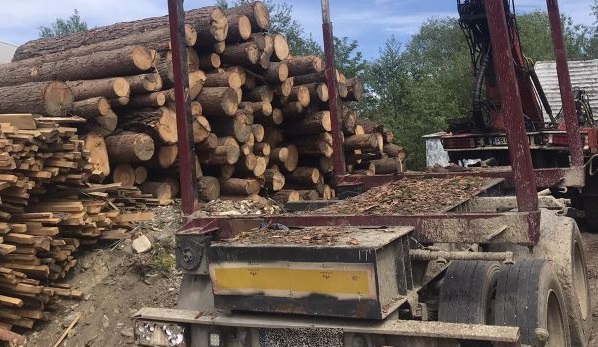 Горски инспектори от Пловдив разкриха схема за кражба на дървесина