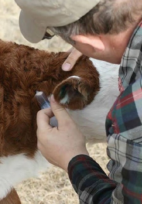 БАБХ купува 760 000 дози от ваксина срещу Заразен нодуларен дерматит по едрите преживни животни