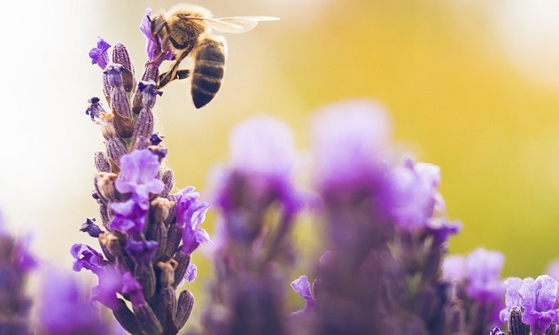 Пчелите обитават Земята  вече над 100 милиона години, ще изчезнат ли