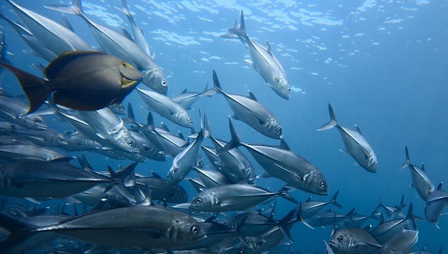 Защо рибите в северните морета са по-едри от тези в южните