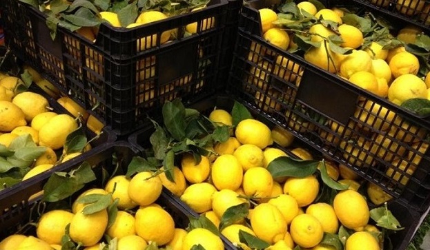 Турски лимони с наднормено количество пестициди са засечени от граничния контрол