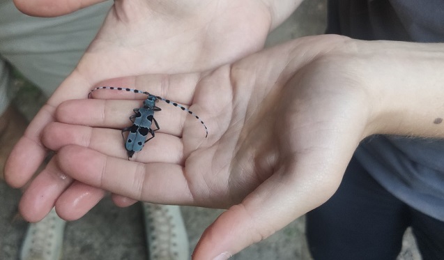 В Странджа откриха ново находище на рядък вид бръмбар