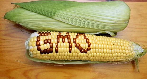Американците бранят със зъби и нокти ГМО царевицата