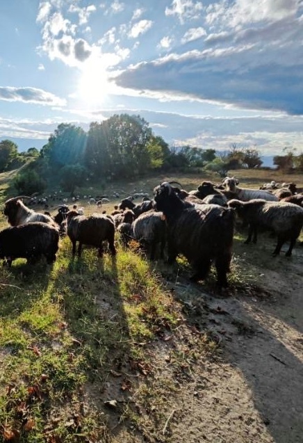 Академия за овчари „По Тодорови кошари“ обучава желаещите да отглеждат автохонни породи животни