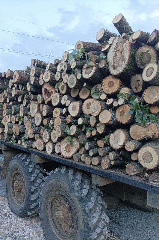 В частен имот във Вършец горски инспектори установиха, че се режат здрави букови дървета, обявени за паднали
