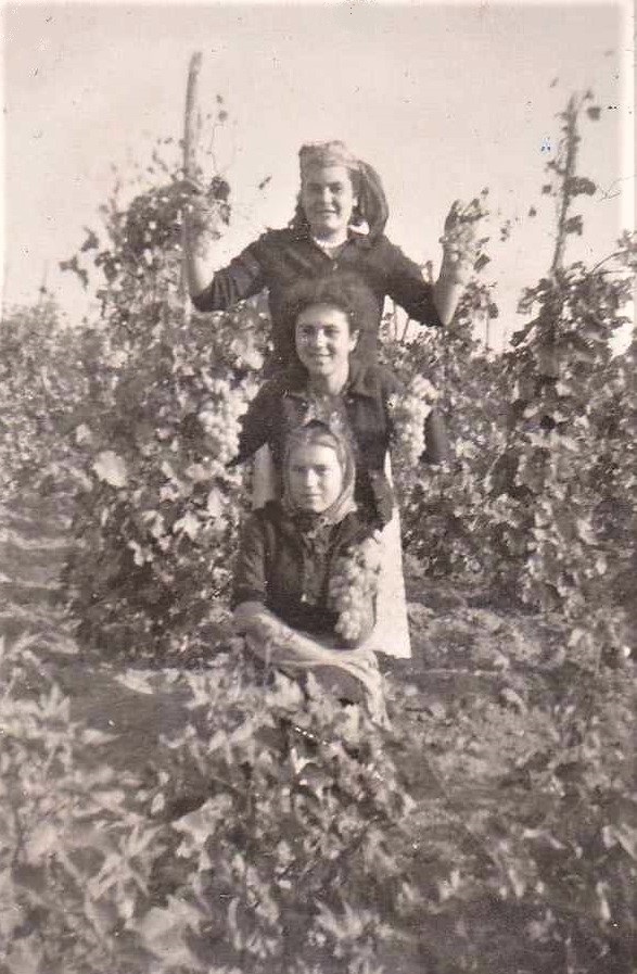 РЕТРО: През 30-те години на миналия век в България се е празнувала „гроздова седмица“