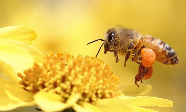 Замърсяването на въздуха усложнява работата на пчелите