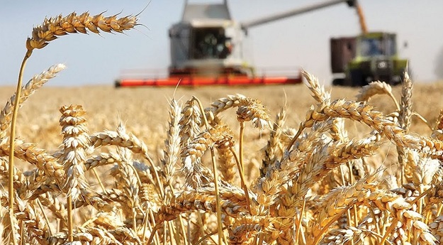 Сушата намали добивите на пшеница в Австралия, Канада и ЕС