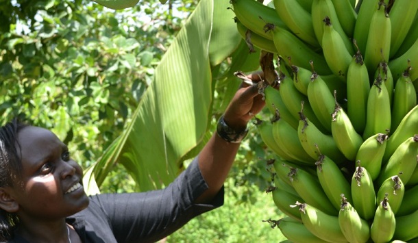 Камерун ограничава етефонът, използван за доузряване на бананите