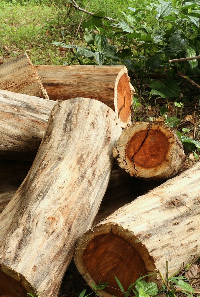 Агенцията по горите и регионалните дирекции засилват проверките в активния период на снабдяване с дърва за огрев
