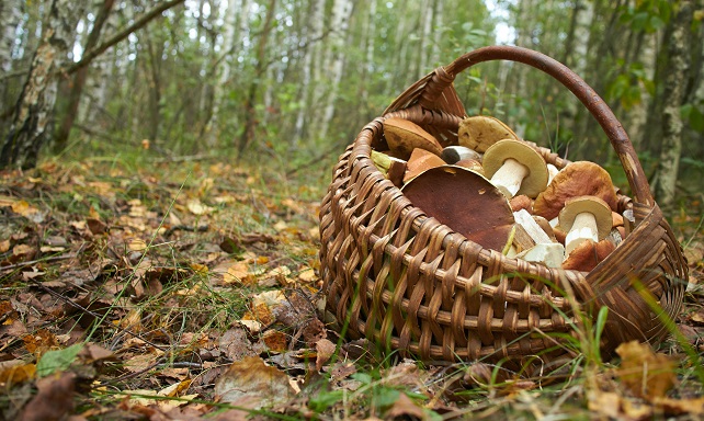 В Испания заради жегите изчезнаха гъбите