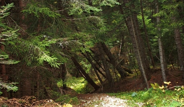 Кратка разходка из Пияната гора в Родопите