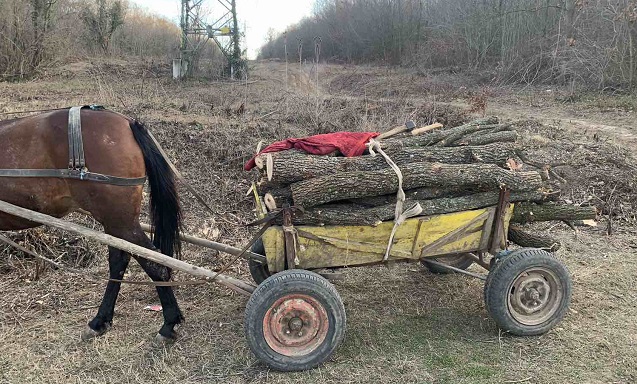 Горски призовават: Не купувайте дърва от бракониери