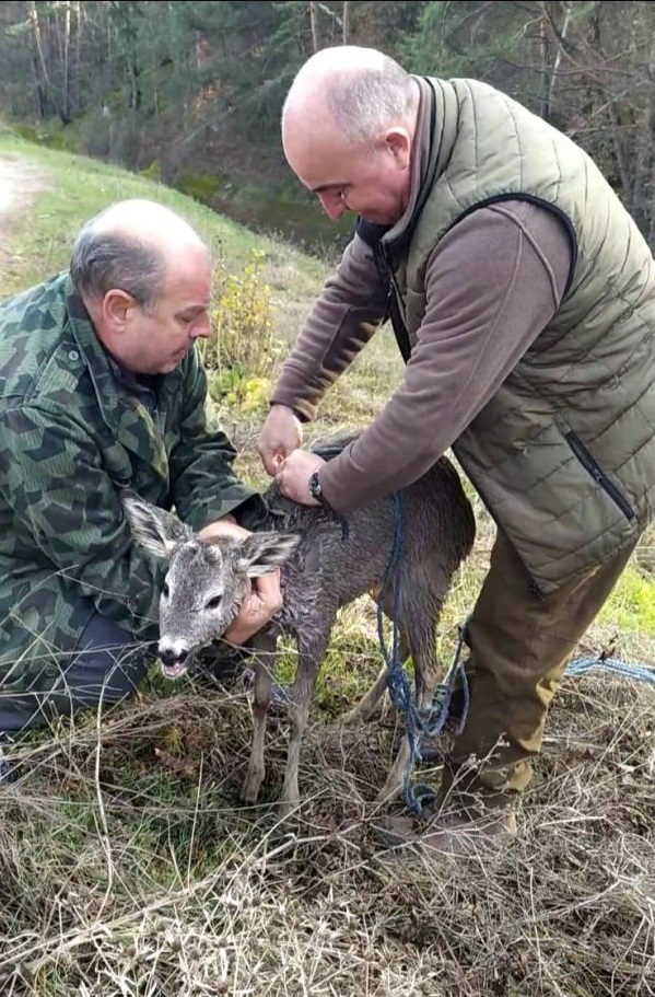 Горски служители спасиха невредим бедстваш сръндак, паднал в напоителен канал на язовир „Копринка“