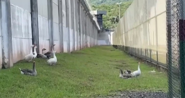 Бразилски затвор ще се охранява от... гъски