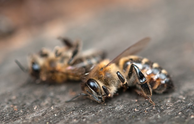 Реалната заплаха за медоносните пчели в България