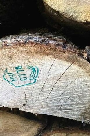 Горски инспектори от Регионална дирекция по горите – Берковица заловиха дървосекачи с фалшива горска марка