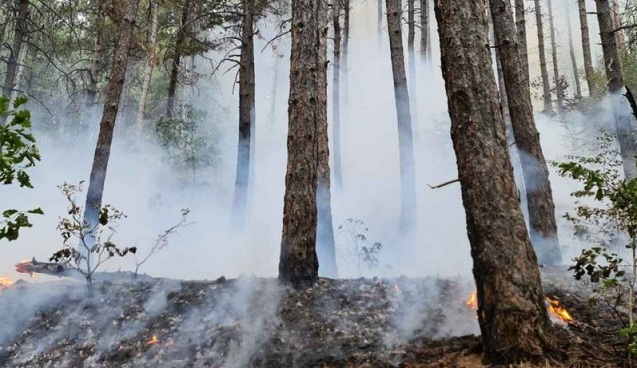 Само за четири дни: Над 70 сигнала за пожари в горски територии
