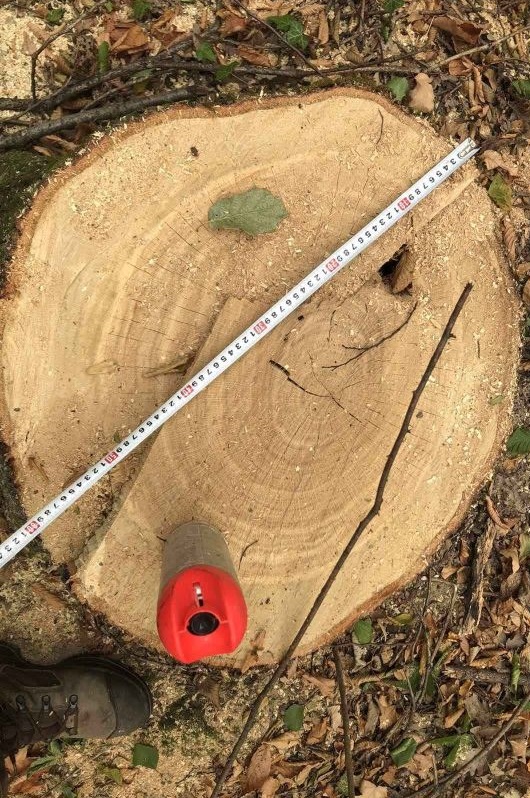 Незаконна сеч на 1600 дървета в землището на село Великовци разкриха горски служители при проверка по сигнал