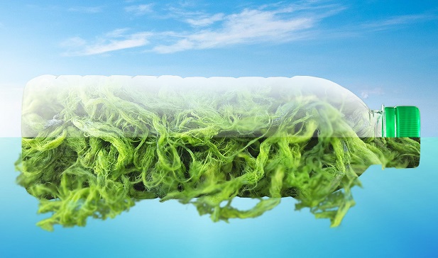 Създадоха екологична пластмаса от водорасли