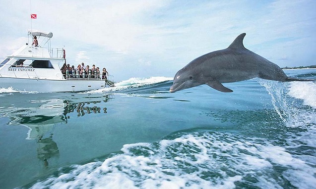И делфините практикуват сърфинг