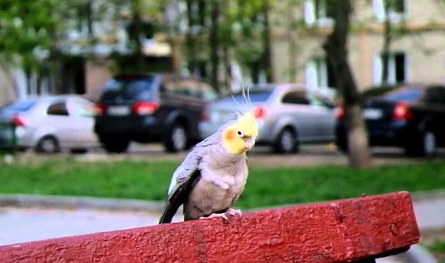 В Полша се наблюдава нашествие от папагали