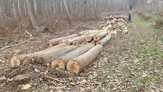 Русенски горски инспектори задържаха незаконна дървесина
