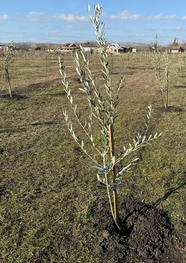 На територията на Зоопарк Бургас бе засаден първият по Черноморието масив с маслинови дръвчета
