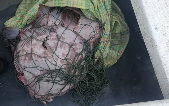 Влиза в сила забраната за улов на калкан