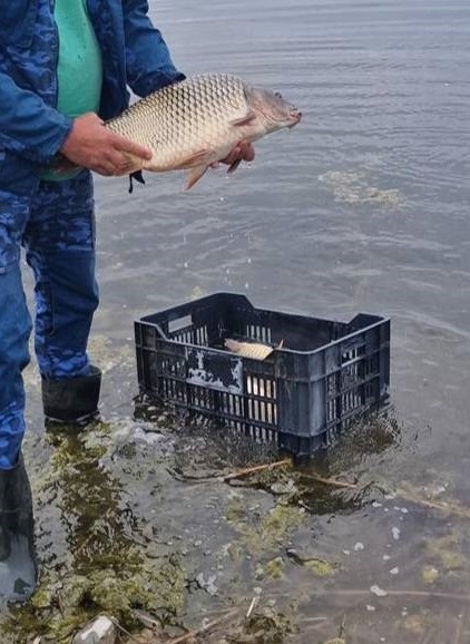 Над 4000 риби от вида „балканска (речна) пъстърва“ пуснаха във водите на велинградското езеро „Клептуза“