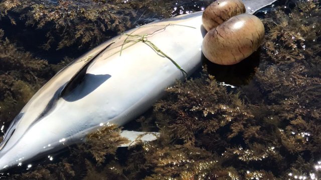 Откриха мъртъв делфин в Созопол